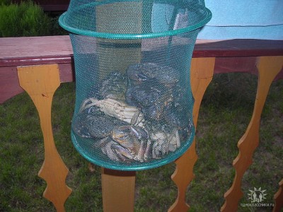 крабы2.jpg