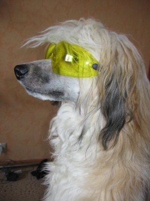 Фрейд.jpg