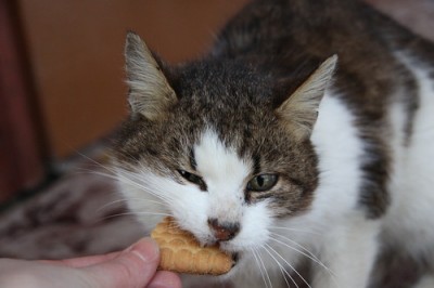 кошаг с печенюкой.jpg