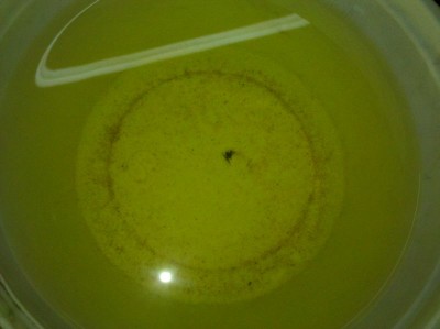 IMG_08-10-2012_144738_1.jpg