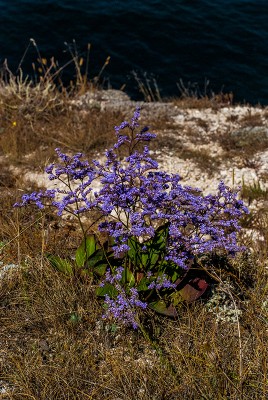 DSC_7111_.jpg
