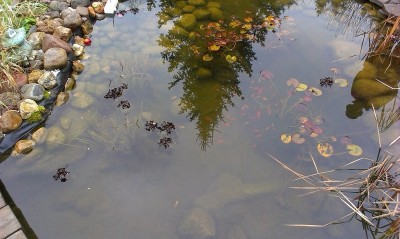 IMAG0058.jpg
