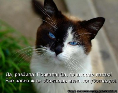 кошка.jpg