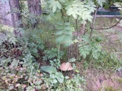 CAM00111.jpg