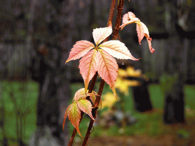 P1160698.gif