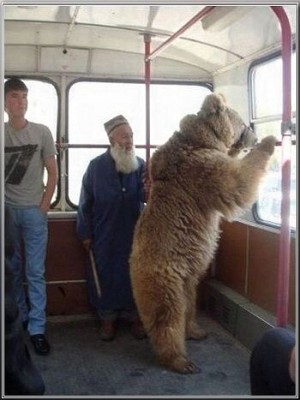 УЛЫБНУЛО медведь в автобусе.jpg