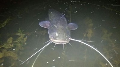 IMG_3639.JPG