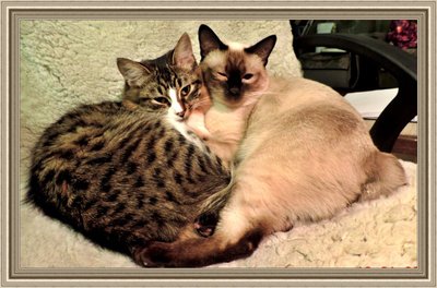 коты (800 x 528).jpg