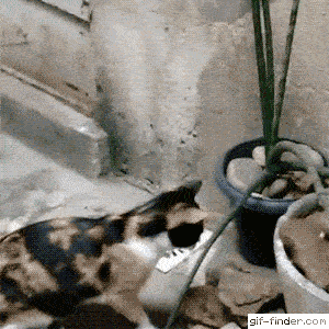 06-funny-gif-307-master-splinter-rat(5).gif