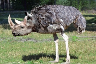 Rhino-ostrich--10422.jpg