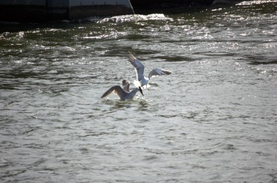 DSC_0473.jpg