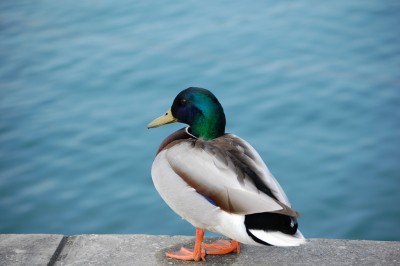 DSC_0217.jpg