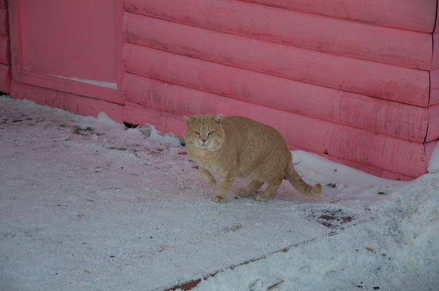 Здравствуй, 2013-й!