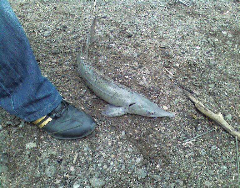 fish2