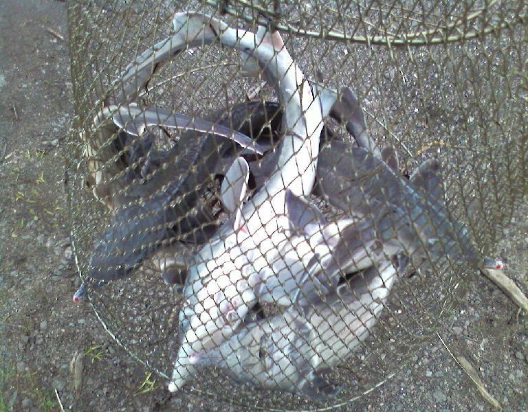 fish3