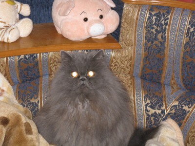 КОШКА.jpg (103.42 КБ) Просмотров: 3218 КОШКА.jpg