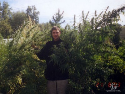 коноп.jpg (88.18 КБ) Просмотров: 3452 коноп.jpg