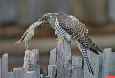 e1e34114a9db2e0bdc6df58a86bb4d88.jpg (222.47 КБ) Просмотров: 2690 e1e34114a9db2e0bdc6df58a86bb4d88.jpg