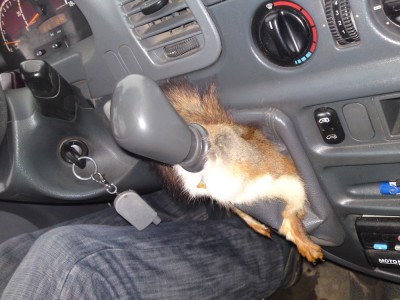 МВ Спринтер.jpg (348.3 КБ) Просмотров: 5058 МВ Спринтер.jpg