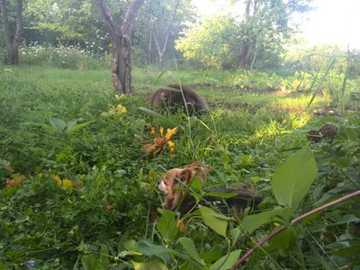 ЧИХ.jpg (484.8 КБ) Просмотров: 4063 ЧИХ.jpg