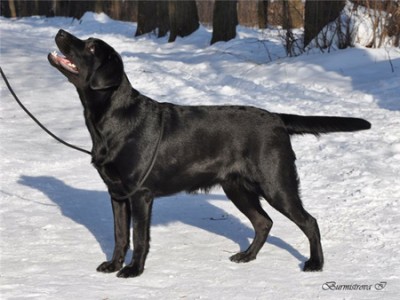 100210_b.jpg (83.34 КБ) Просмотров: 3598 100210_b.jpg